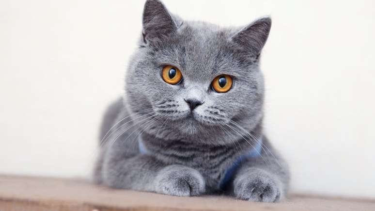 The British Shorthair cat is attached to the guardian and loves human presence The British Shorthair cat is attached to the guardian and loves human presence
