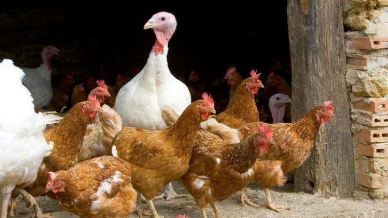 Em aves, a gripe aviária costuma provocar uma doença agressiva e devastadora