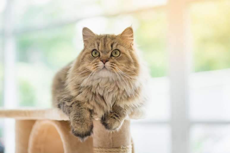 Persian cats create deep ties with their tutors and often respond well to the affection Persian cats create deep ties with their tutors and often respond well to the affection