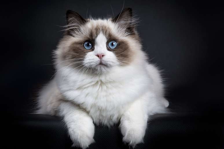 Ragdoll's cat has a docile temperament, as well as a fascinating appearance Ragdoll's cat has a docile temperament, as well as a fascinating appearance