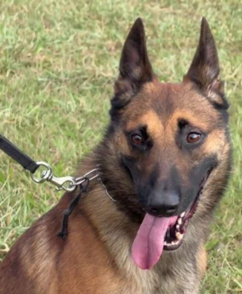 O pastor belga malinois foi selecionado para realizar o salto ap&oacute;s participar de uma s&eacute;rie de ocorr&ecirc;ncias e outros treinamentos parecidos, como descer de rapel.