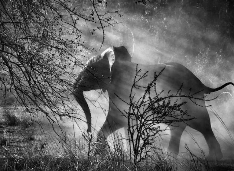 Sebasti&atilde;o Salgado, Parque Nacional Kafue, Z&acirc;mbia. Capturada em 2010, esta imagem faz parte do livro 'G&ecirc;nesis' de Salgado