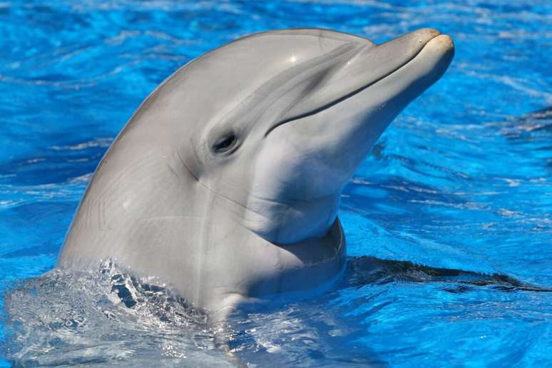 O golfinho tem a express&atilde;o sorridente por conta do formato do maxilar inferior 