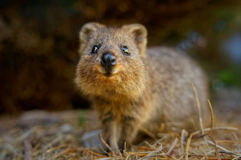 O quokka&nbsp;tem o rosto arredondado e a boca curvada para cima 