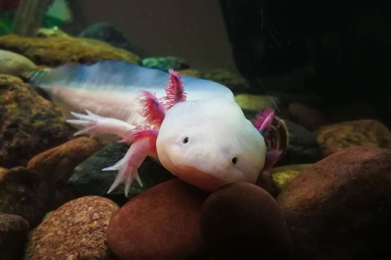 O axolote tem os cantos da boca levemente levantados 