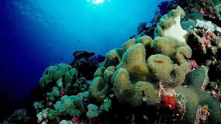 Coral-cogumelo sobre um recife em Papua-Nova Guin&eacute; (Oceano Pac&iacute;fico)