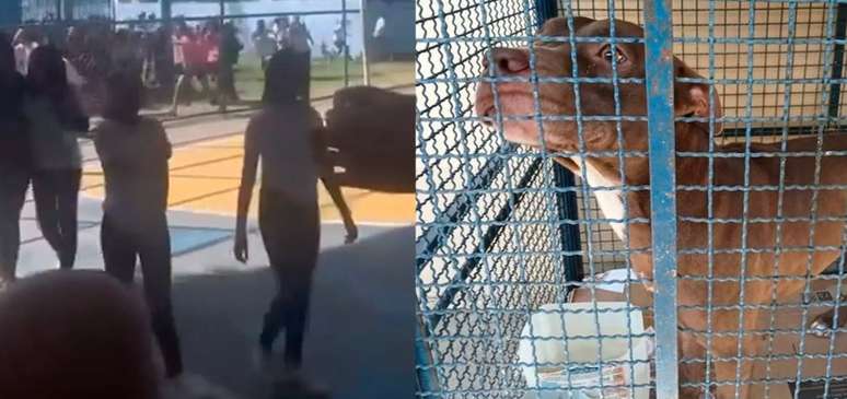Pitbull invade escola do RJ, e seis crianças ficam feridas