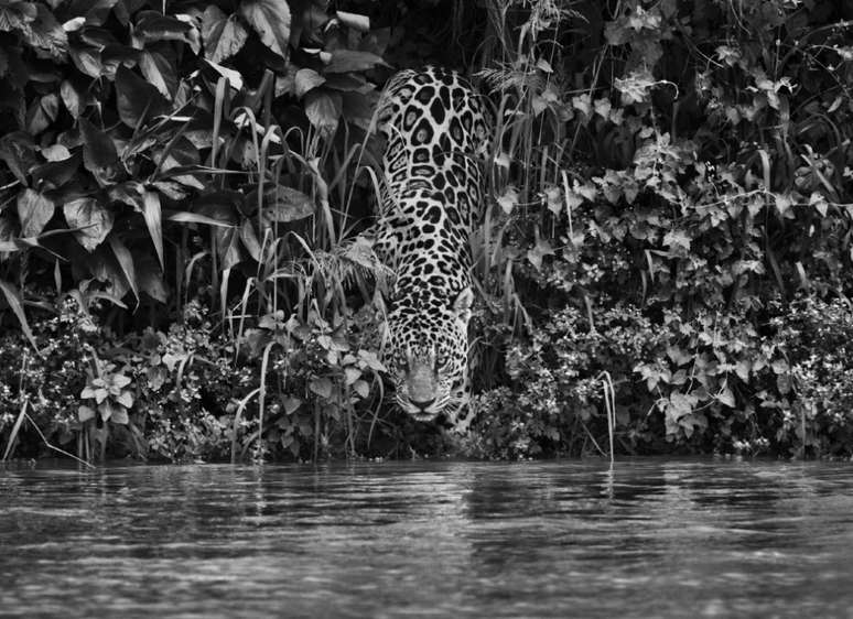 Este incr&iacute;vel registro feito no Pantanal mato-grossense, em 2011, tamb&eacute;m foi exposto em Paris no in&iacute;cio deste ano