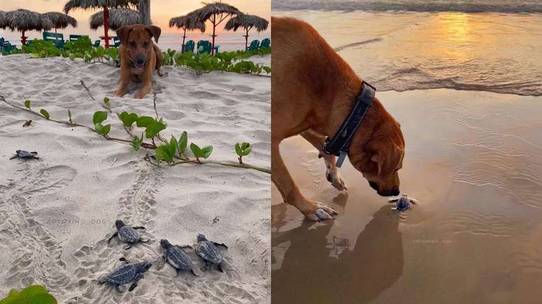 Solovino: meets the dog protecting children’s turtles Solovino: meets the dog protecting children’s turtles