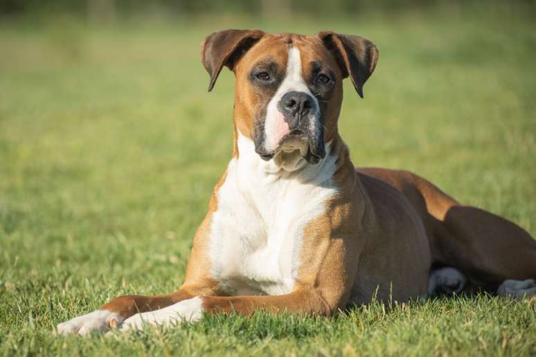 O boxer é protetor e gentil com todos os membros da casa, incluindo os gatos 