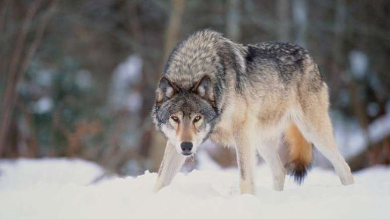 Células do lobo-cinzento foram usadas no projeto