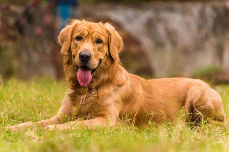 O golden retriever é extremamente dócil, obediente e sociável 