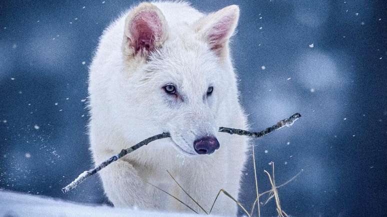 Os três filhotes de lobo foram chamados de Rômulo, Remo e Khaleesi