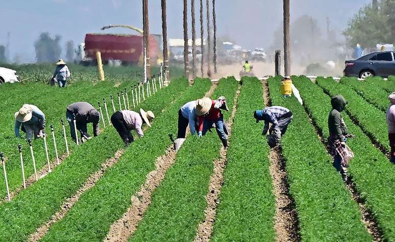 A agricultura &eacute; um dos setores que mais precisa de trabalhadores migrantes.