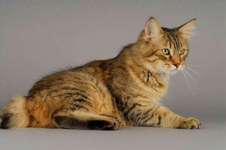4 Features of the cat’s cat from elf 4 Features of the cat’s cat from elf