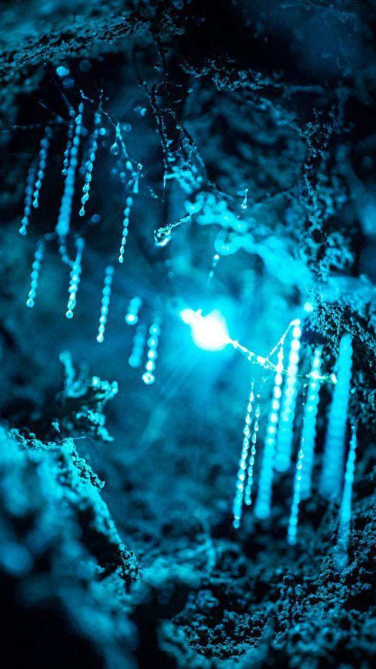 Na Austr&aacute;lia e na Nova Zel&acirc;ndia, os chamados 'vermes brilhantes', na verdade, s&atilde;o larvas de mosquitos-dos-fungos