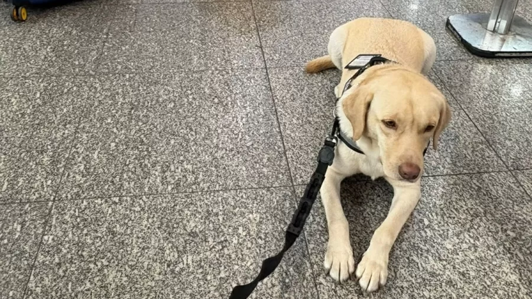 Cão acompanharia uma passageira que pretendia levá-lo para sua irmã, portadora de transtorno do espectro autista (TEA) Cão acompanharia uma passageira que pretendia levá-lo para sua irmã, portadora de transtorno do espectro autista (TEA)
