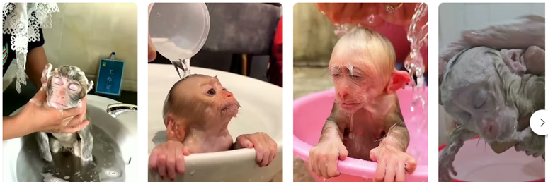 'Monkey bathing': pesquisadores coletaram dados de cerca de 400 v&iacute;deos no Youtube, de 39 pa&iacute;ses, relacionados a animais silvestres