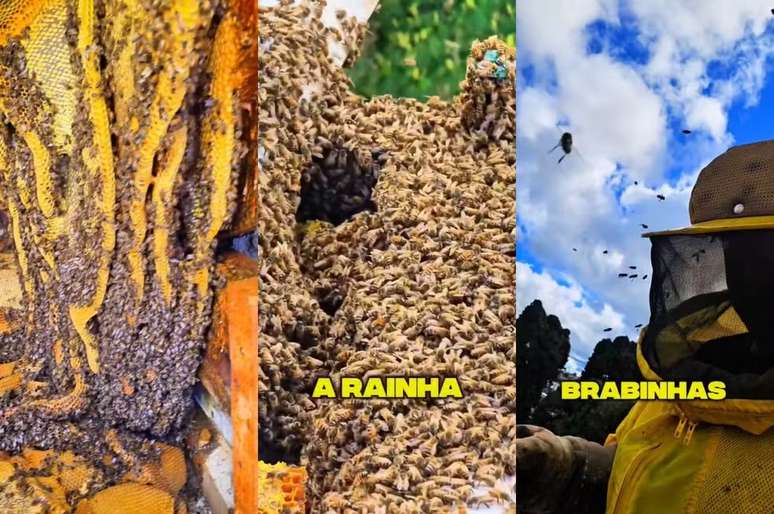 Colmeia com pelo menos 80.000 abelhas é encontrada em telhado de escola em SC