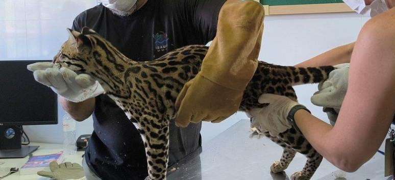 Ibama diz que jaguatirica que estava com influenciadora apresentava quadro de desnutri&ccedil;&atilde;o