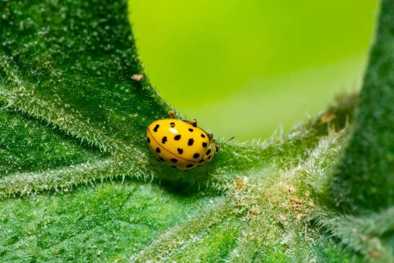 As joaninhas podem viver por cerca de um ano, dependendo da esp&eacute;cie 