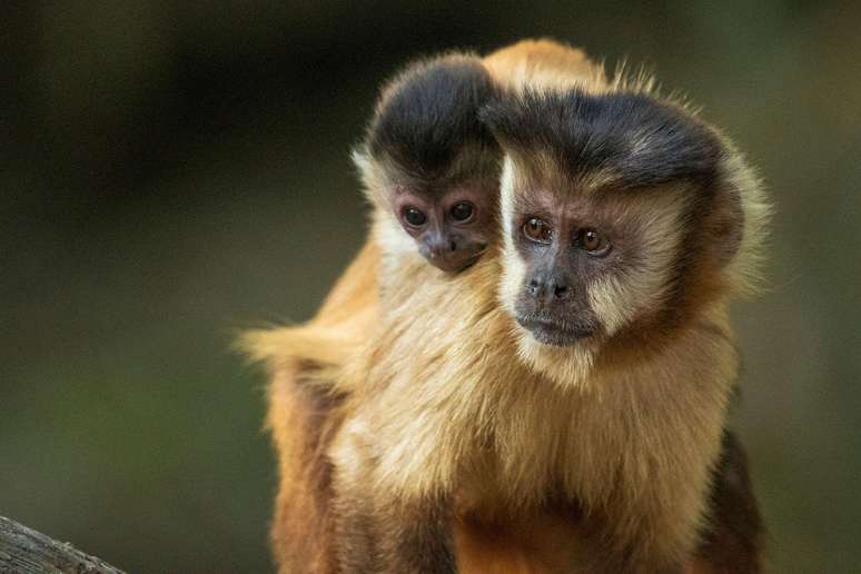 Macaco-prego &eacute; alvo constante de tr&aacute;fico de animais silvestres