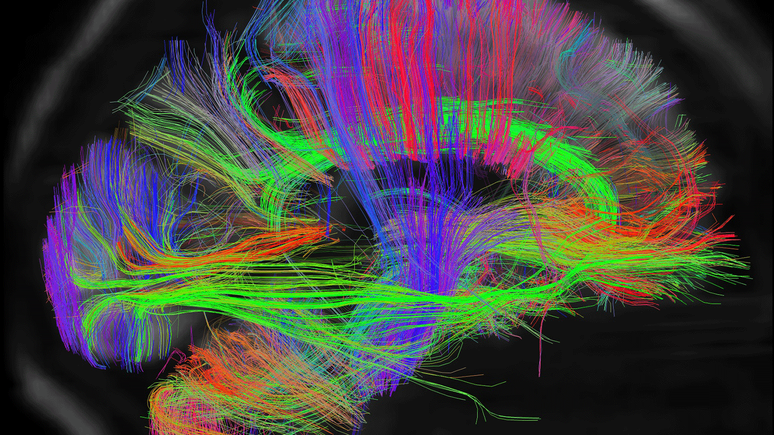 Pesquisadores t&ecirc;m investigado o c&eacute;rebro para tentar entender melhor a consci&ecirc;ncia