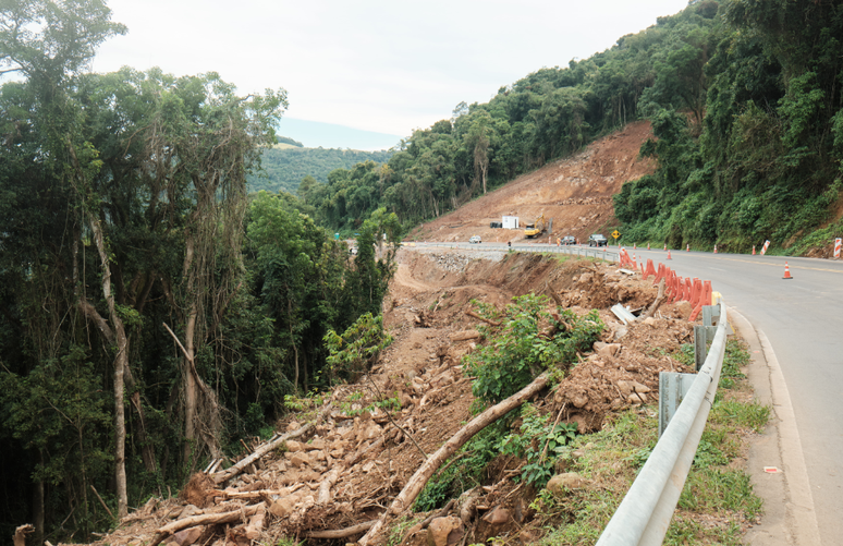 Área total desmatada no bioma caiu 14% em 2024, mas perda das matas maduras, com maior biodiversidade e estoque de carbono, teve redução de apenas 2%