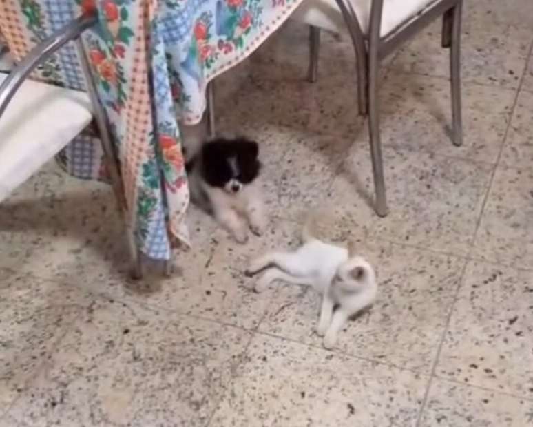 Mimosa, gata de Zeca Pagodinho.