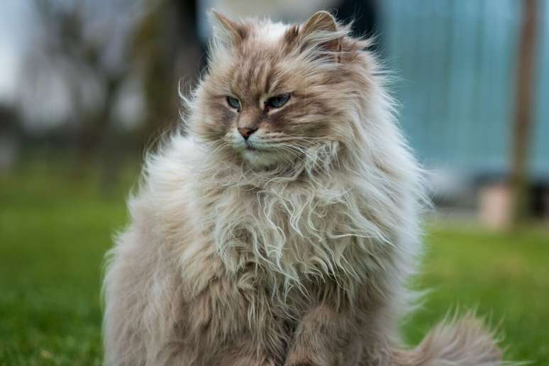 The intelligence and trust of the Siberian cat help him interact with dogs The intelligence and trust of the Siberian cat help him interact with dogs