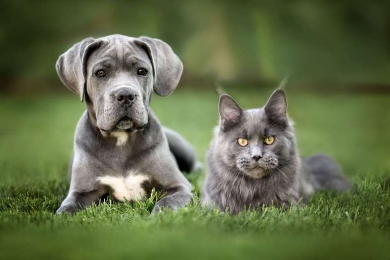 7 races of cats ideal for those who have dogs