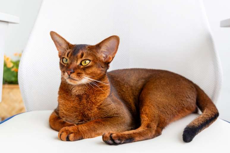 The Abissium is an active cat and gets along with energetic dogs The Abissium is an active cat and gets along with energetic dogs