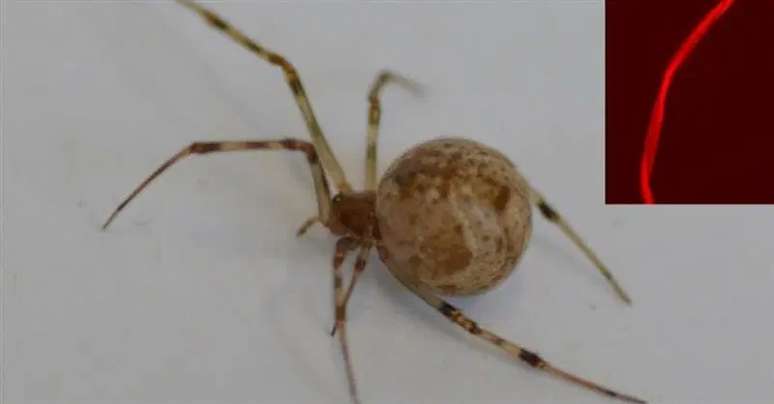 Aranha com fio de seda modificado