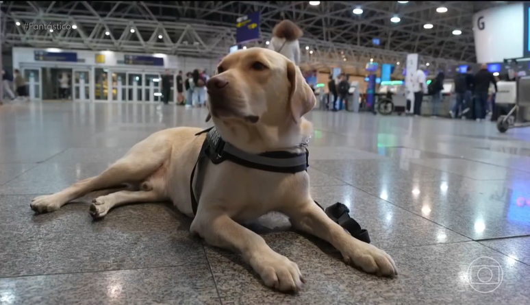 Cão Teddy conseguiu embarcar para Portugal após três tentativas frustradas