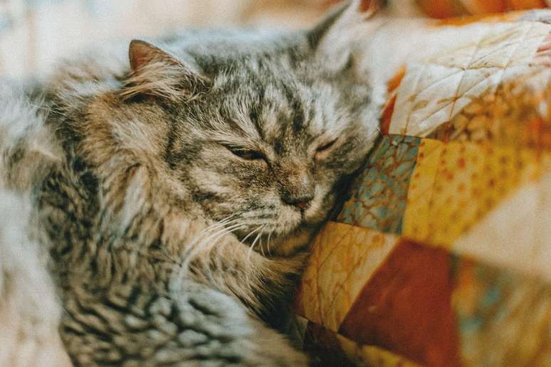 No Brasil, 93% dos tutores dizem que seus pets s&atilde;o como membros da fam&iacute;lia