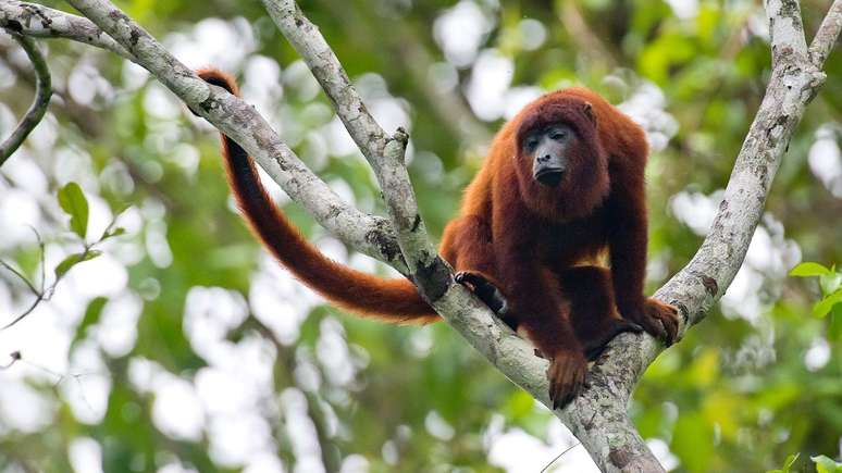 Extintos há dois séculos, bugios