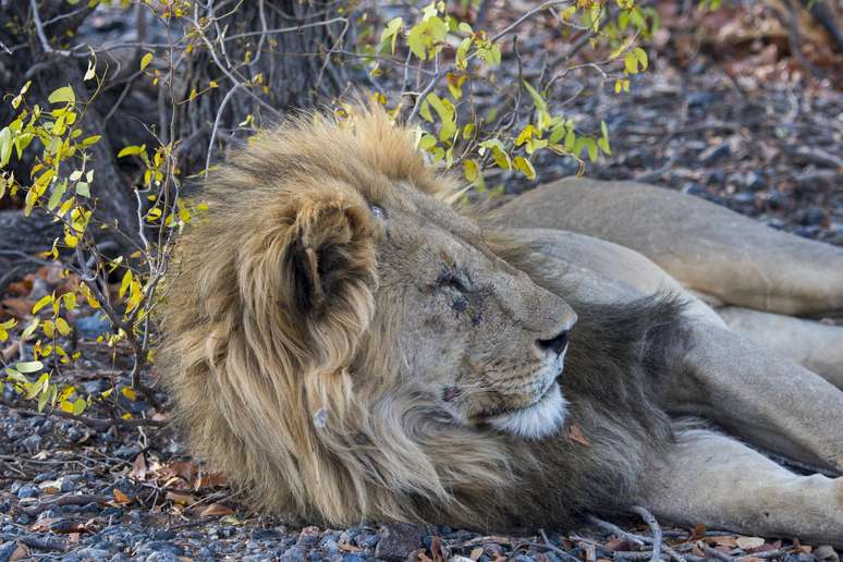 Um leão macho na Reserva de Caça Ongava, ao sul do Parque Nacional de Etosha, no noroeste da Namíbia.