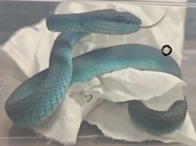 Homem &eacute; detido ap&oacute;s tentar entrar com mais de 40 v&iacute;boras venenosas em aeroporto da &Iacute;ndia