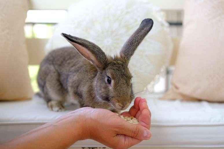 Acredita-se que nossos ancestrais viviam em contato pr&oacute;ximo com animais, e isso pode ser necess&aacute;rio para o desenvolvimento de um sistema imunol&oacute;gico saud&aacute;vel