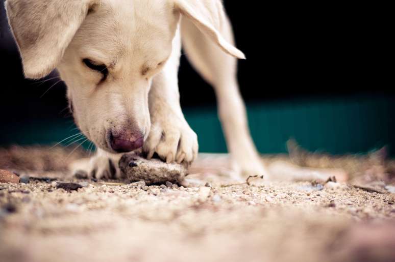 Quanto mais animais de estima&ccedil;&atilde;o as pessoas t&ecirc;m na inf&acirc;ncia, menor &eacute; o risco de serem diagnosticadas com alergias mais tarde