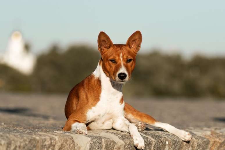 Uma das principais caracter&iacute;sticas do basenji &eacute; o fato de quase n&atilde;o latir 