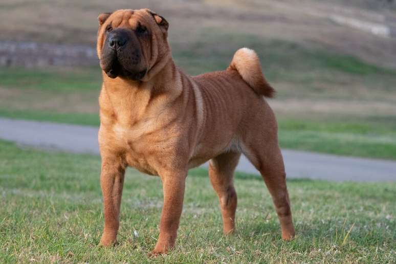 O c&atilde;o da ra&ccedil;a shar pei &eacute; silencioso, calmo e muito observador 