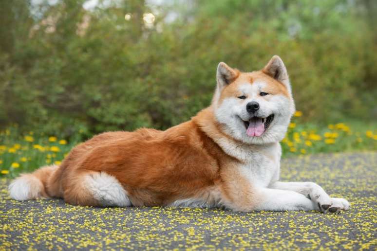 O akita inu &eacute; uma ra&ccedil;a leal, mas tamb&eacute;m independente 