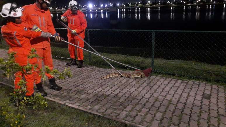 Esse é o segundo jacaré resgatado pelos bombeiros em menos de uma semana