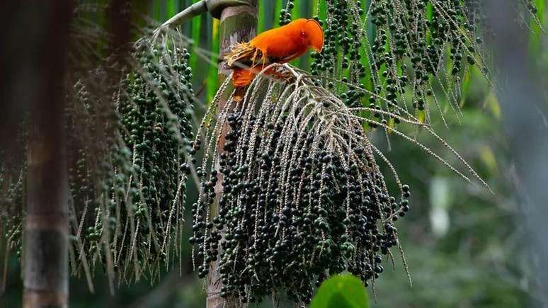 Vers&atilde;o de a&ccedil;a&iacute; encontrada na Amaz&ocirc;nia &eacute; bem diferente da vendida em mercados e no exterior