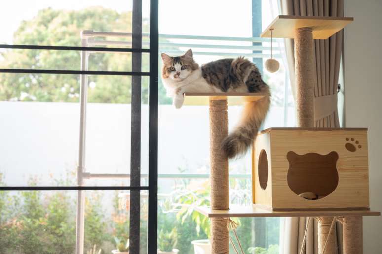 It is necessary to offer the cat a safe and free environment of toxic agents It is necessary to offer the cat a safe and free environment of toxic agents