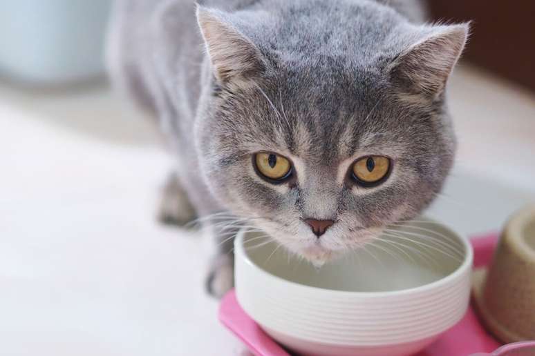 6 You take care to adopt when the cat vomits