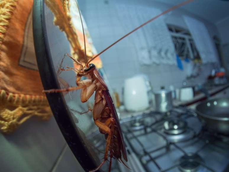 When I moved to the city, nobody told me that there were so many cockroaches: seven tricks that helped me keep them away from home