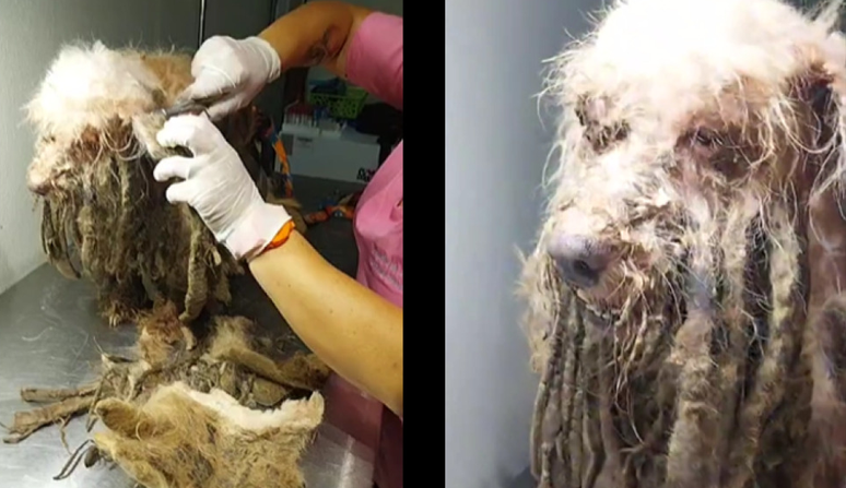 Scooby foi resgatado com mais de 3 quilos de pelos