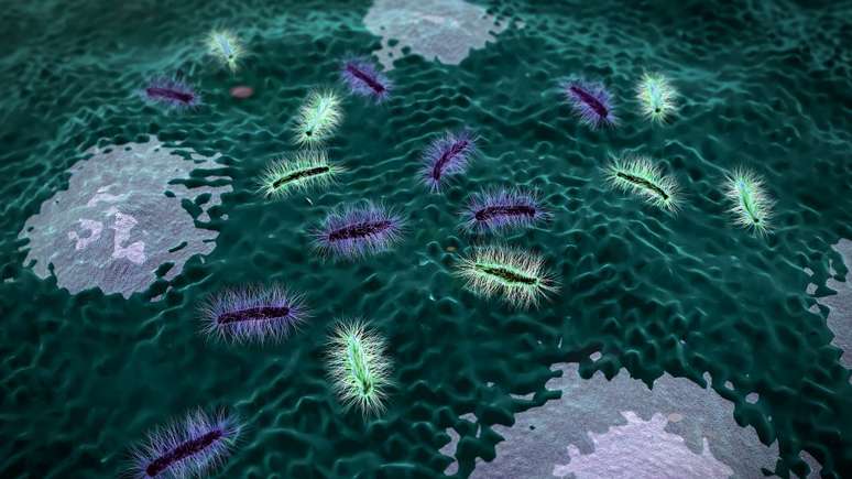Confira chá natural que é capaz de auxiliar no tratamento contra a bactéria H. pylori; entenda o que dizem os estudos científicos